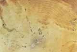 6.6" Polished Petrified Wood Slab - Sweethome, Oregon - #128598-1
